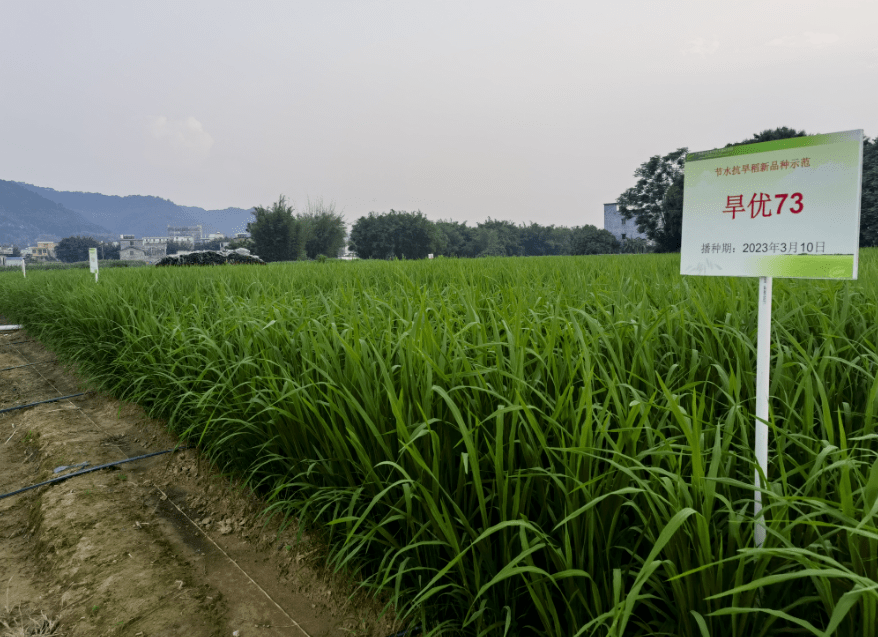 封开县在撂荒地上试验推广10个节水抗旱稻新品种_农业_发展_中心
