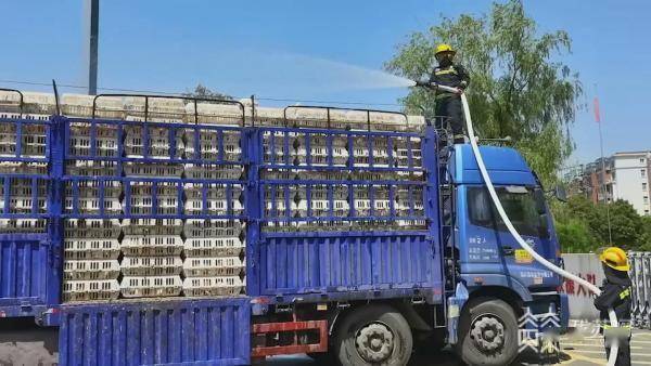 一车鸡集体中暑司机直接开进消防站请求浇水降温_驾驶员_货车_肉鸡