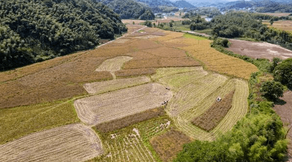 祁门安凌:油菜机收忙 农民增收乐_安凌镇_吴大胜_机械化