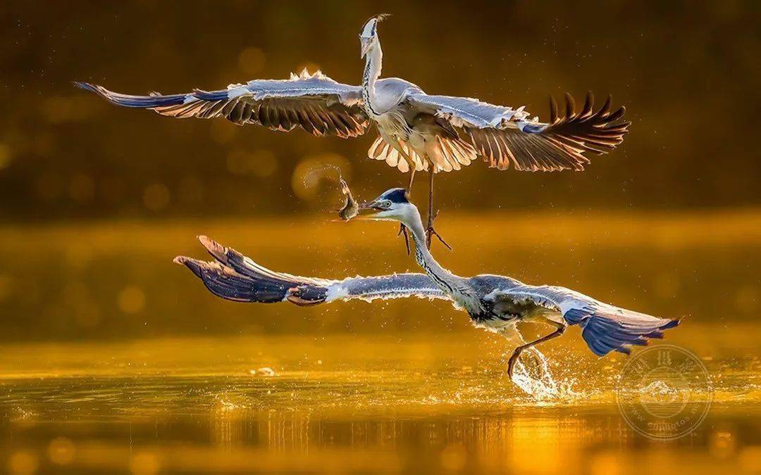 获奖公布 | 2023第四届全球华摄gcpa国际摄影大赛(自然组)_yang_中国