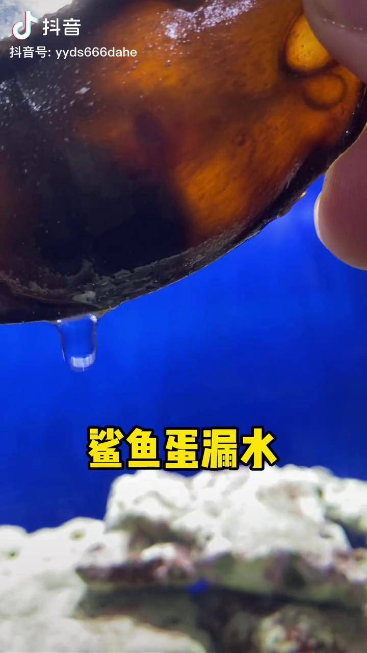 奇异动物召集令 鲨鱼蛋