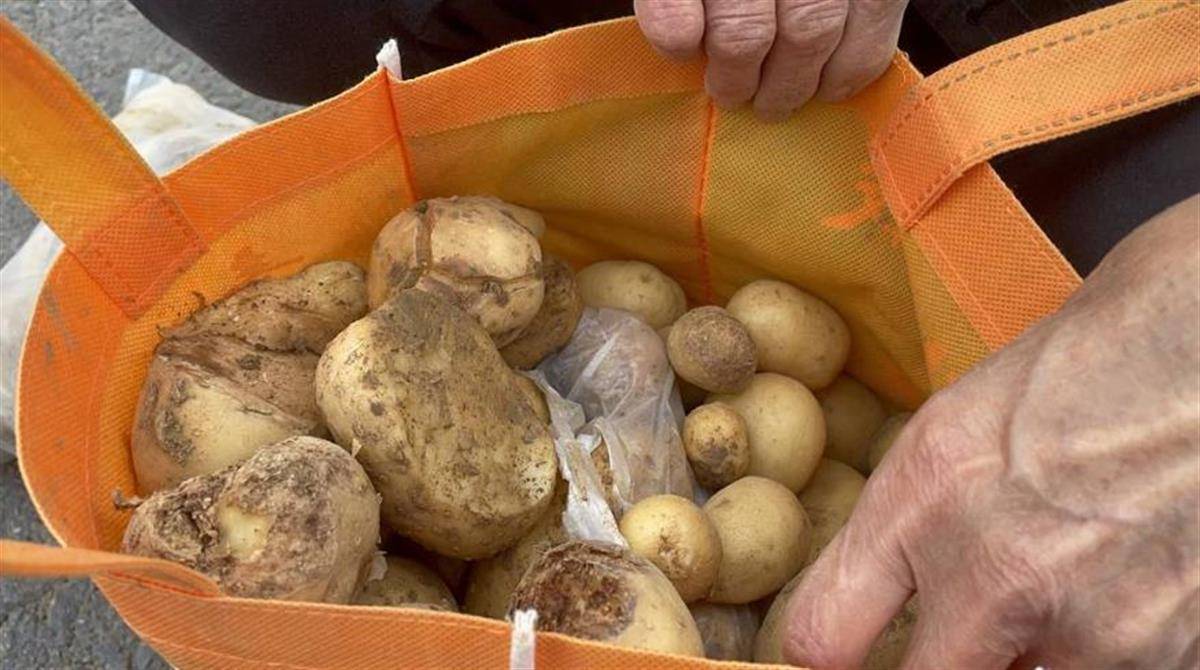 当天确实有大量的村民骑着电瓶车,拿着锄头,铁锹等工具,来这里挖土豆