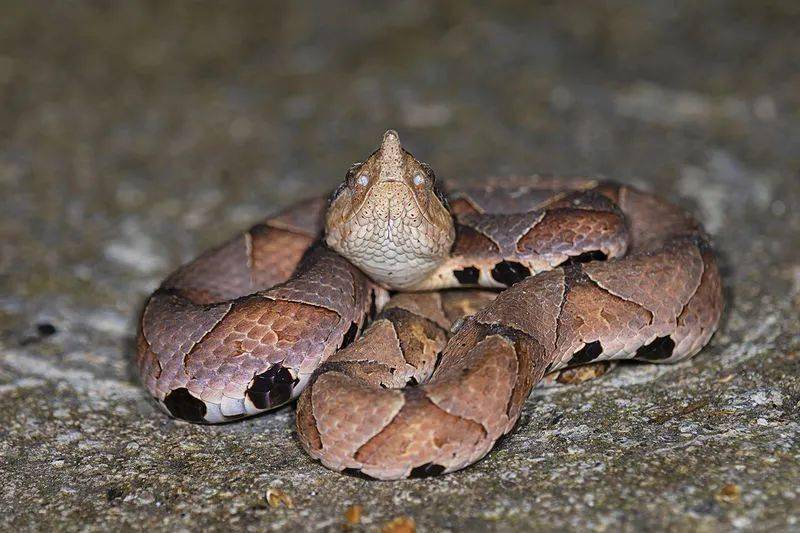 看图瑟瑟发抖!金华多位网友:拍到了!_蝮蛇_傅顺金_女士