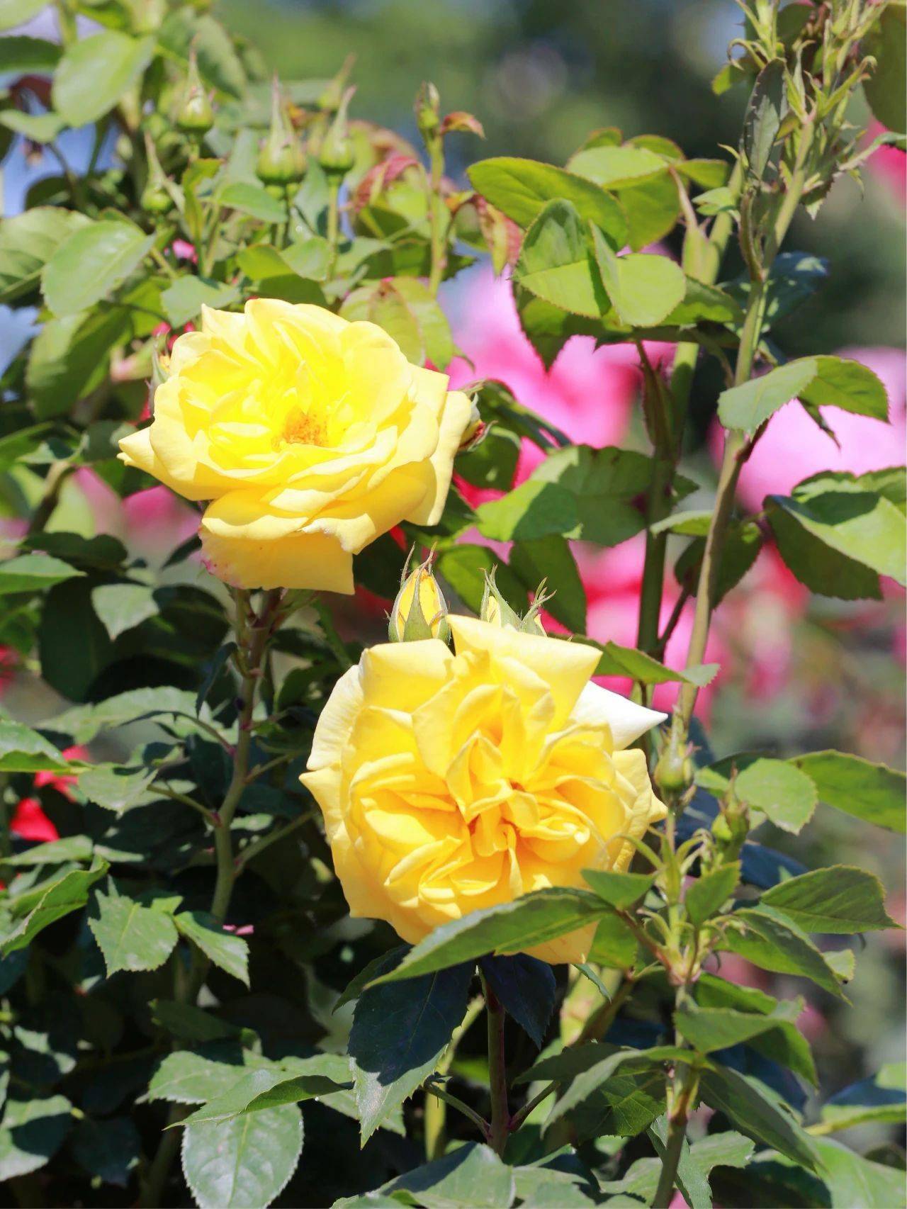 烟台这个花园打翻了夏日调色盘