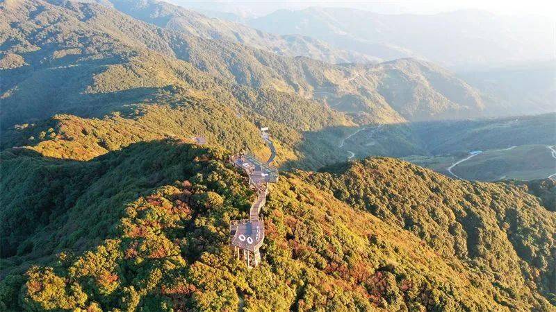 哀牢山茶王步道將免費對外開放,充分利用哀牢山得天獨厚的地理位置和