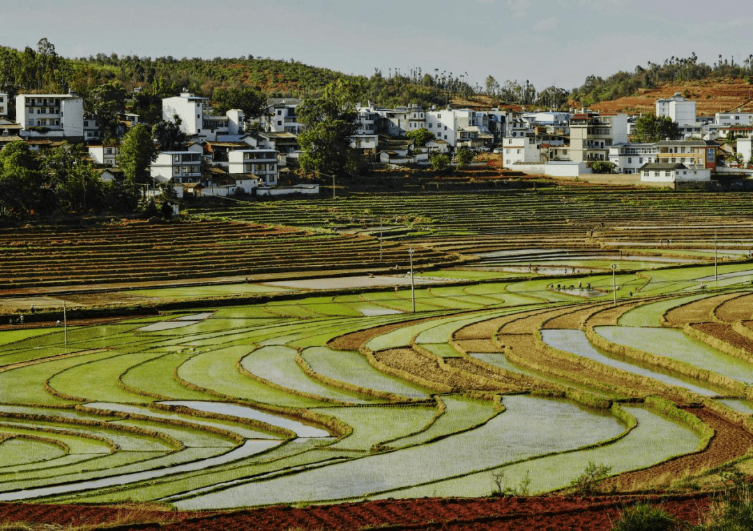 五月农忙,稻田青青