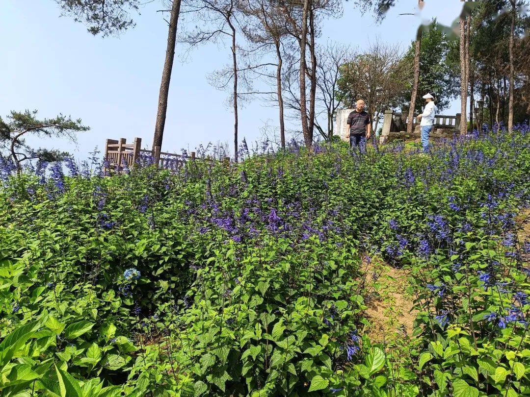 我为群众办实事 | 涪陵北山公园绿地设施修复工程完工_绿化_市民_景观