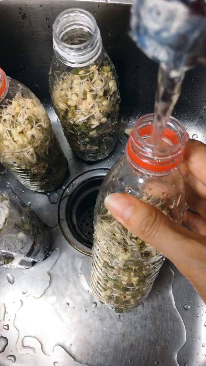 矿泉水瓶生绿豆芽详细步骤,第二天,这么长了,长得特别快哦!