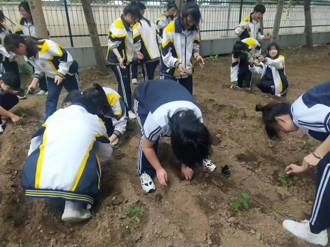 青绿圃中植青绿,丰收园里话丰收——汤原县高级中学"青绿"劳动实践