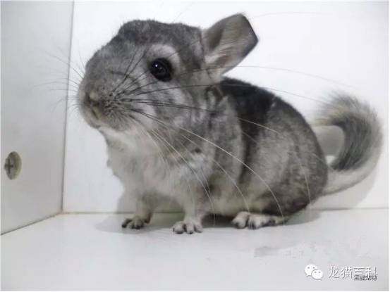 龙猫的颜色及区分_丝绒_标准_白色