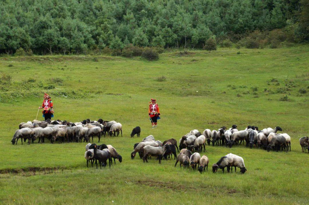 有一种叫云南的生活丨哨冲镇:这里的青绵羊,既是美景又是美食_石屏县