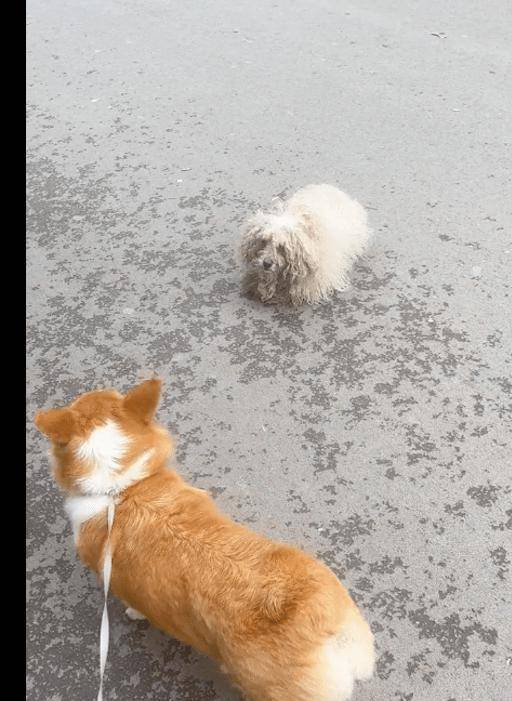 流浪狗自卑默默转身离开,女孩却不嫌弃收养它,仅仅一周就重生!