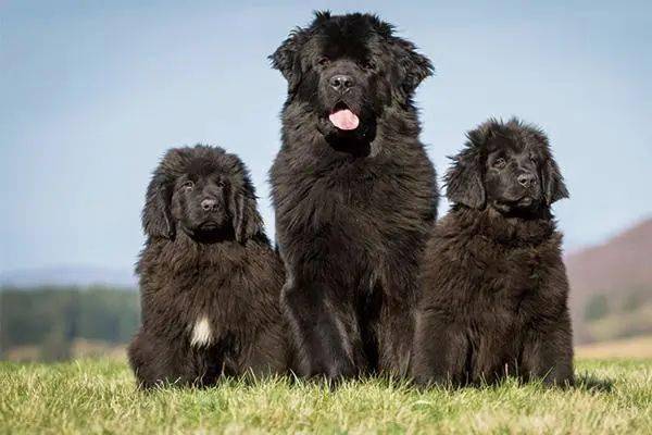 45种名犬,非常齐全,你认识几种?_性格_狗狗_小孩