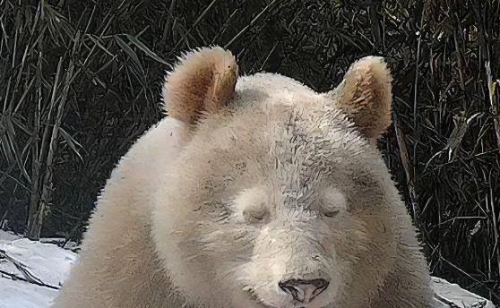 神秘白影,自然界的稀世珍宝,白化大熊猫现身令世界瞩目_白色_自然保护