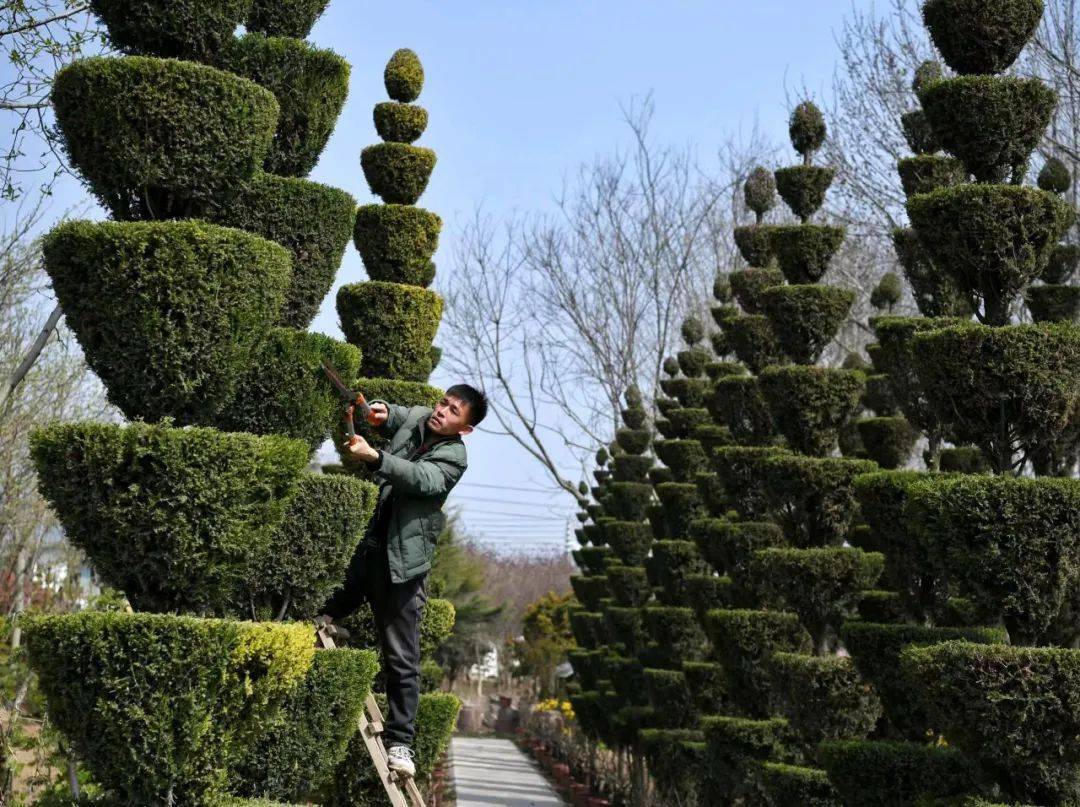 桧柏造型又称"河南桧"或"鄢陵桧",是流传在鄢陵县的一项传统树体造型