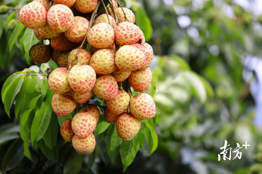 h5|叮咚!送你一张"莞荔天团"明信片_东莞_荔枝_果皮