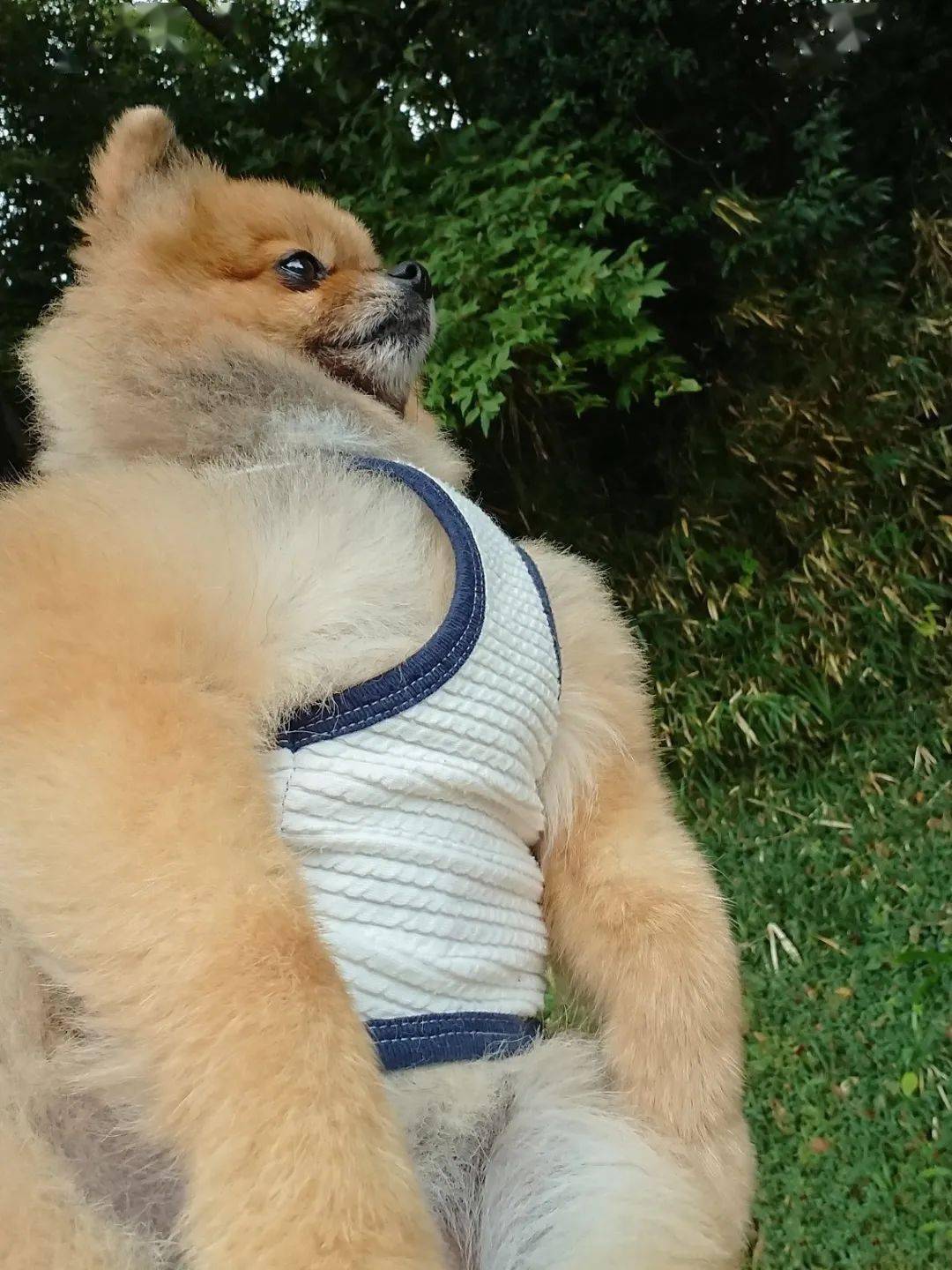 铲屎官晒博美的肌肉,网友惊了:感觉它一拳就能撂倒我!_腹肌_人家_身材