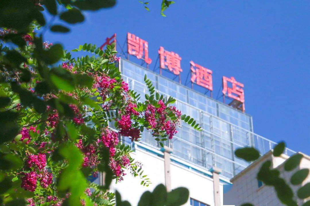 槐花盛开,明媚了整个夏天!