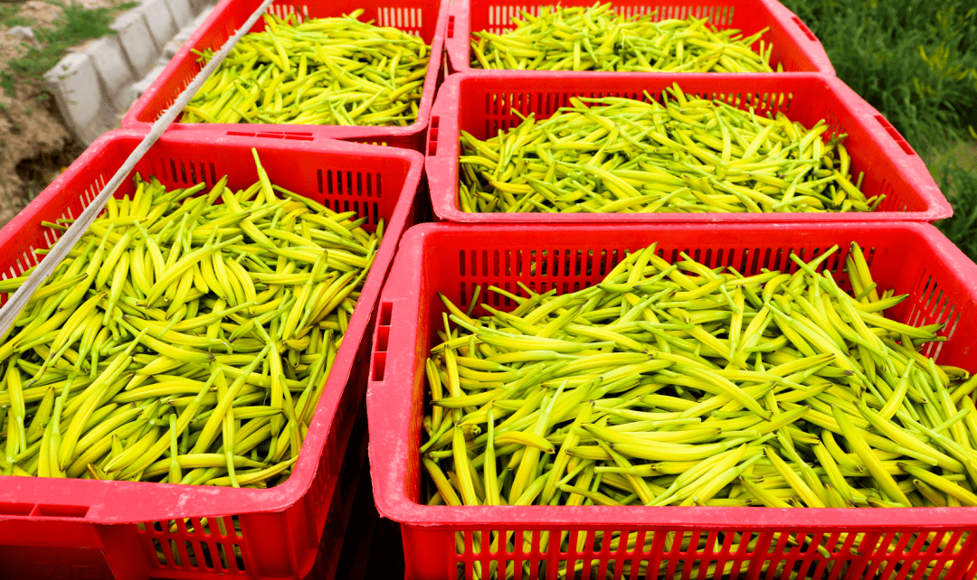 从"宁夏菜心"到"小青仔",这里的冷凉蔬菜不一般_口感_市场_全国