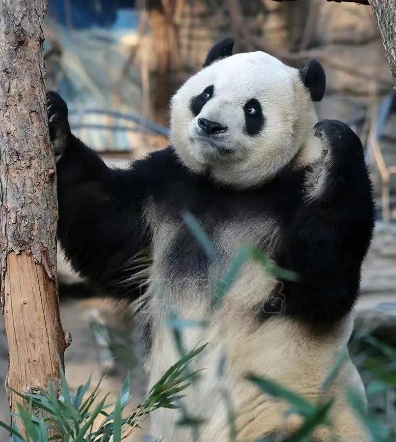 丫丫回家,北京動物園大熊貓