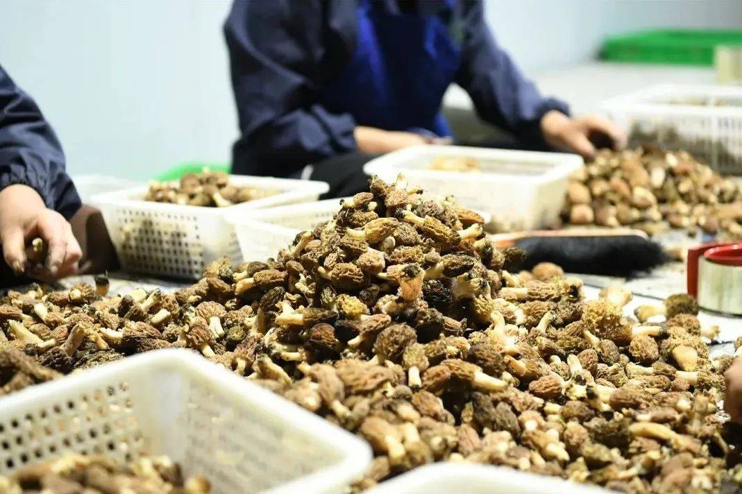 "钱"景可观——小金县野生羊肚菌陆续上市_农副产品_江明东_收购