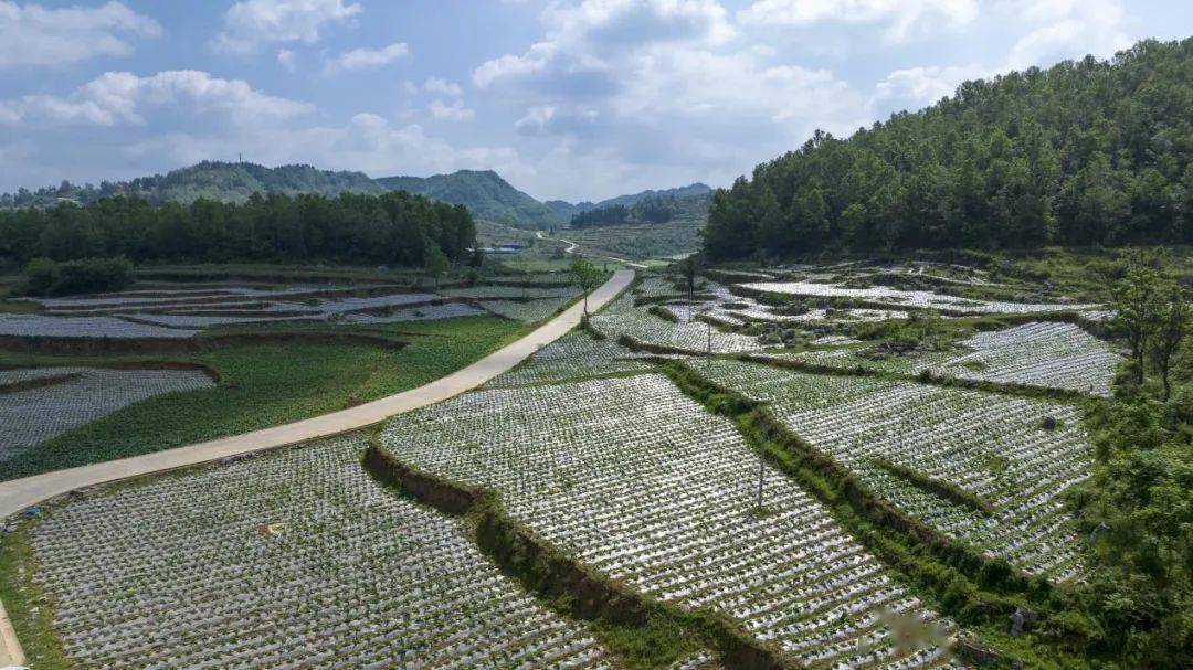 织金县金龙乡:绿色烤烟长满地 垄垄沟壑欲成金_种植_示范_发展
