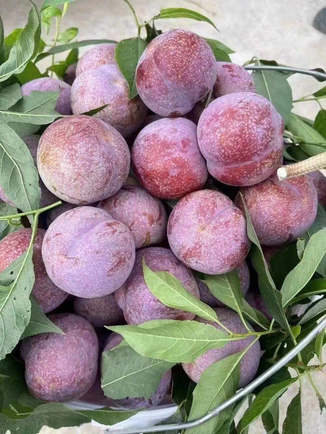 5斤礼品果仅需68元,信宜钱排三华李上线,当天摘当天寄,枝头到舌尖只需