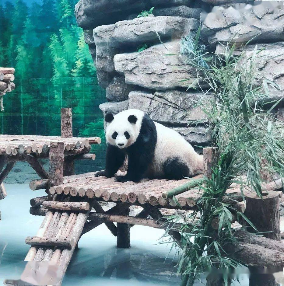 坐着小火车观萌宠,赏风景~去呼市动物园"花式"过六一_景区_游客_车辆