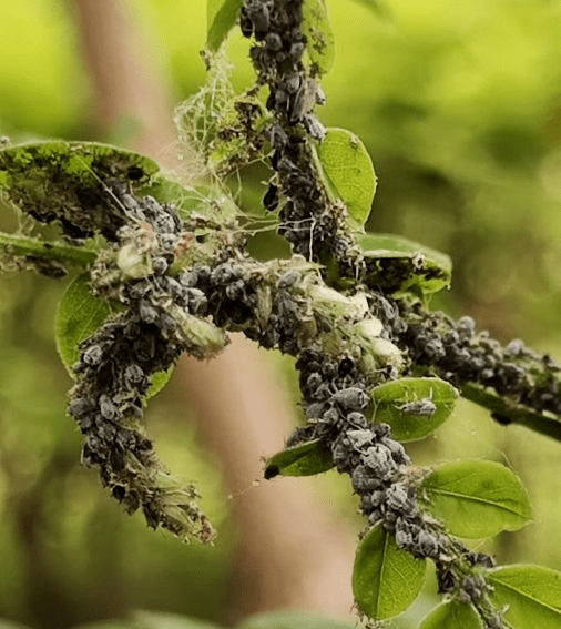 白皮松长足大蚜油松球蚜防治措施:(1)若蚜,成蚜为害期,可使用18%氟啶