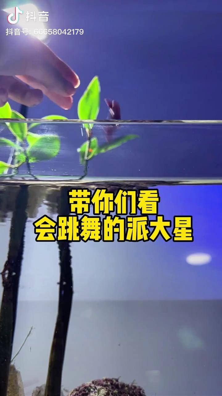 带你们看派大星跳舞!海星 派大星 比奇堡