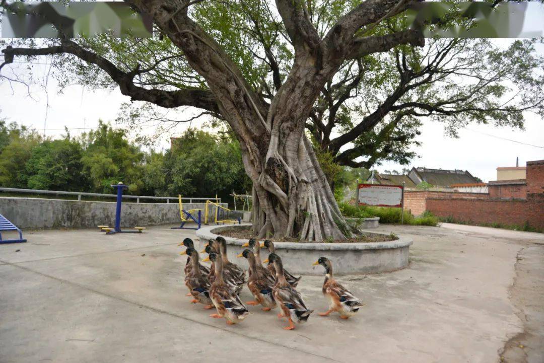 阳山县北山古寺,两棵唐桂古树分别立于古寺门前两边