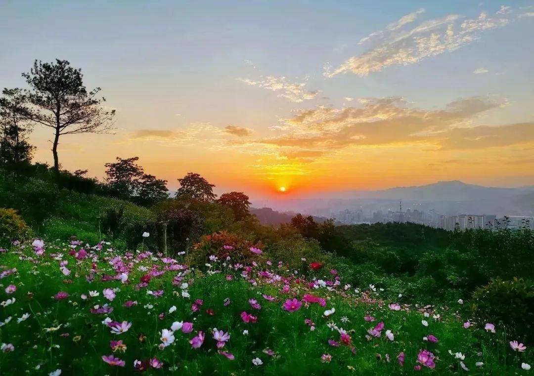 花海!牛蹄嶺格桑花怒放!約起拍照!_安康_遺址_教育