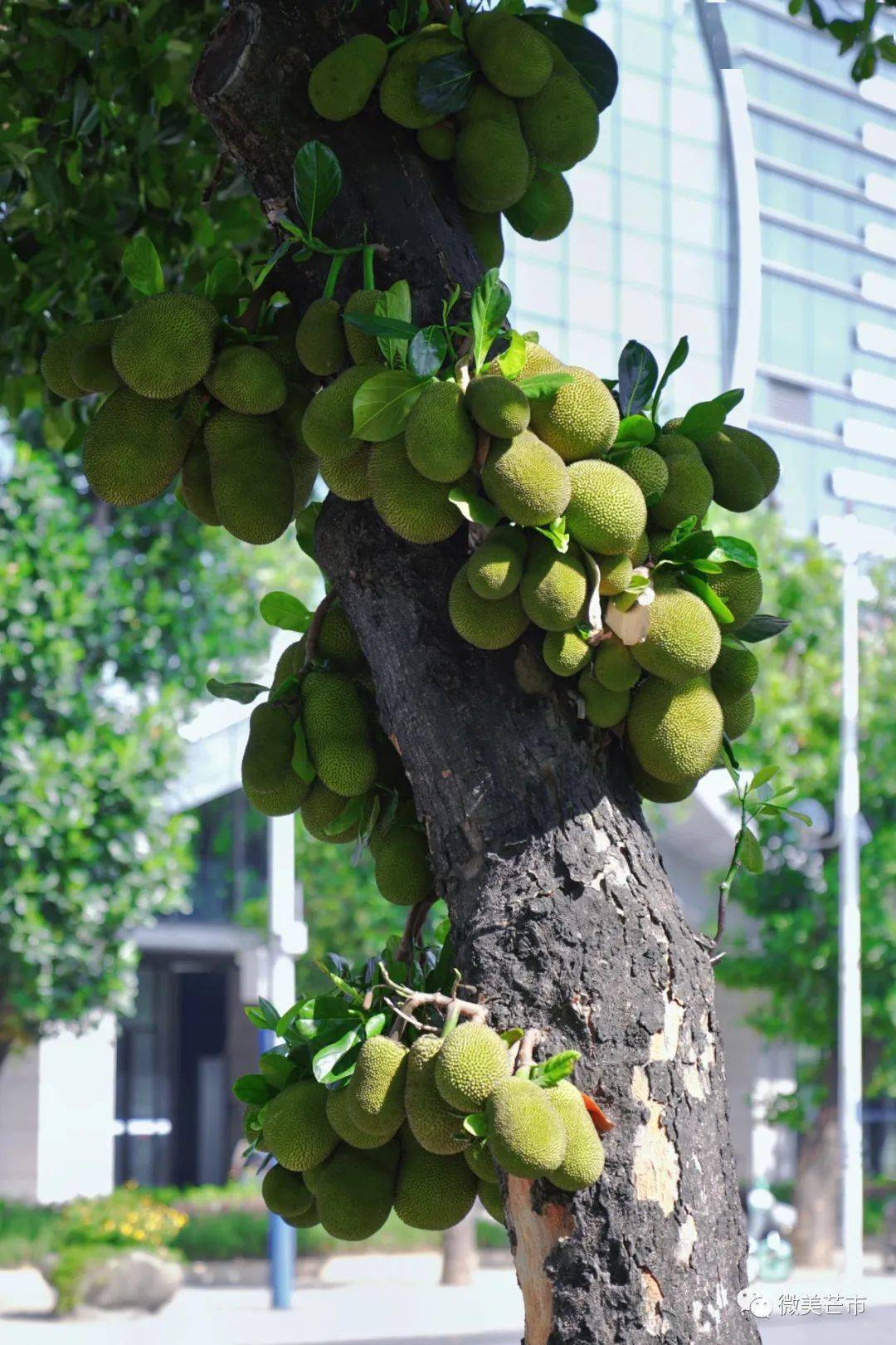 公众_内容_文化