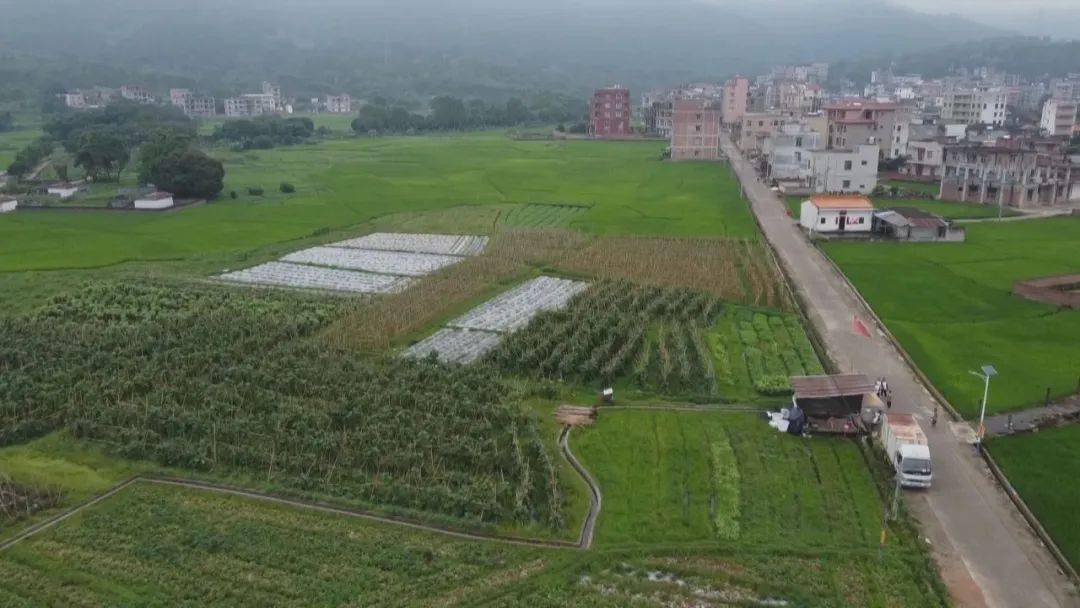 特色种植有"甜头" 瓜果飘香致富路_岑溪市_归义镇_永和村