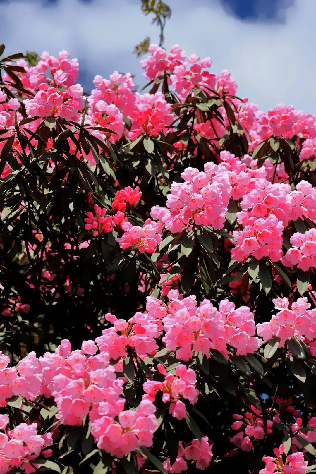 马边大风顶娇艳欲滴的杜鹃花连绵起伏的山脉蓬松软绵的白云二郎山喇叭