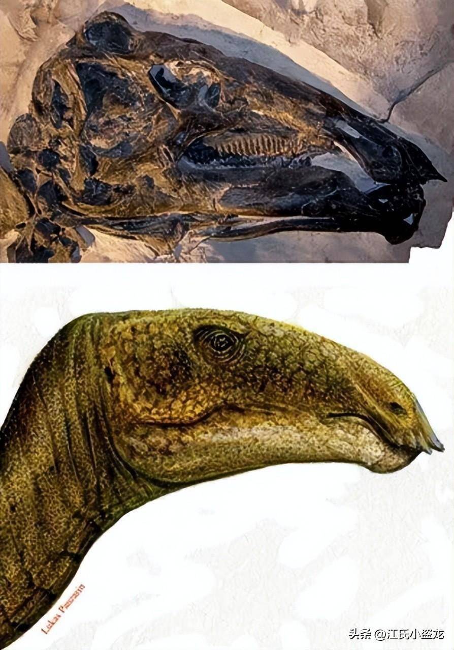 图注:特提斯鸭嘴龙的头骨化石及复原,图片来自网络