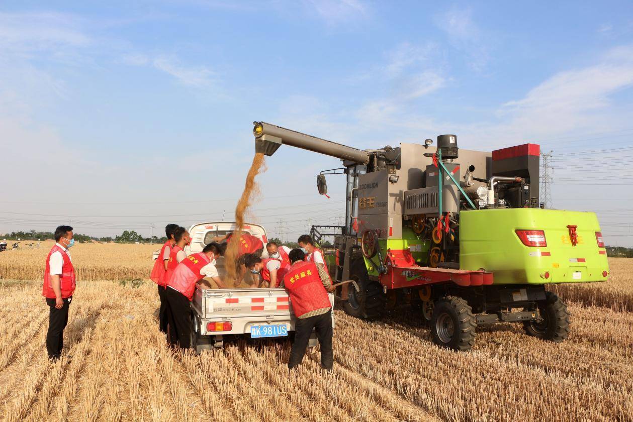 新闻关注|长葛市石固镇抢抓小麦收割黄金期奋力战"三夏"_工作_生产