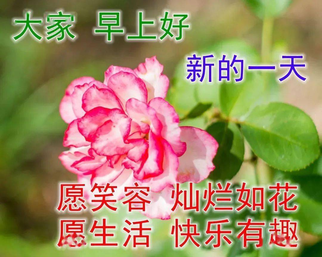 今日最新早上好表情包图片大全,祝福问候,幸福常在,快乐永久!