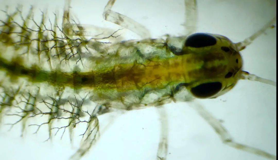 如果把水滴放在显微镜下,草履虫,变形虫等各种各样的微生物恐怕会让你