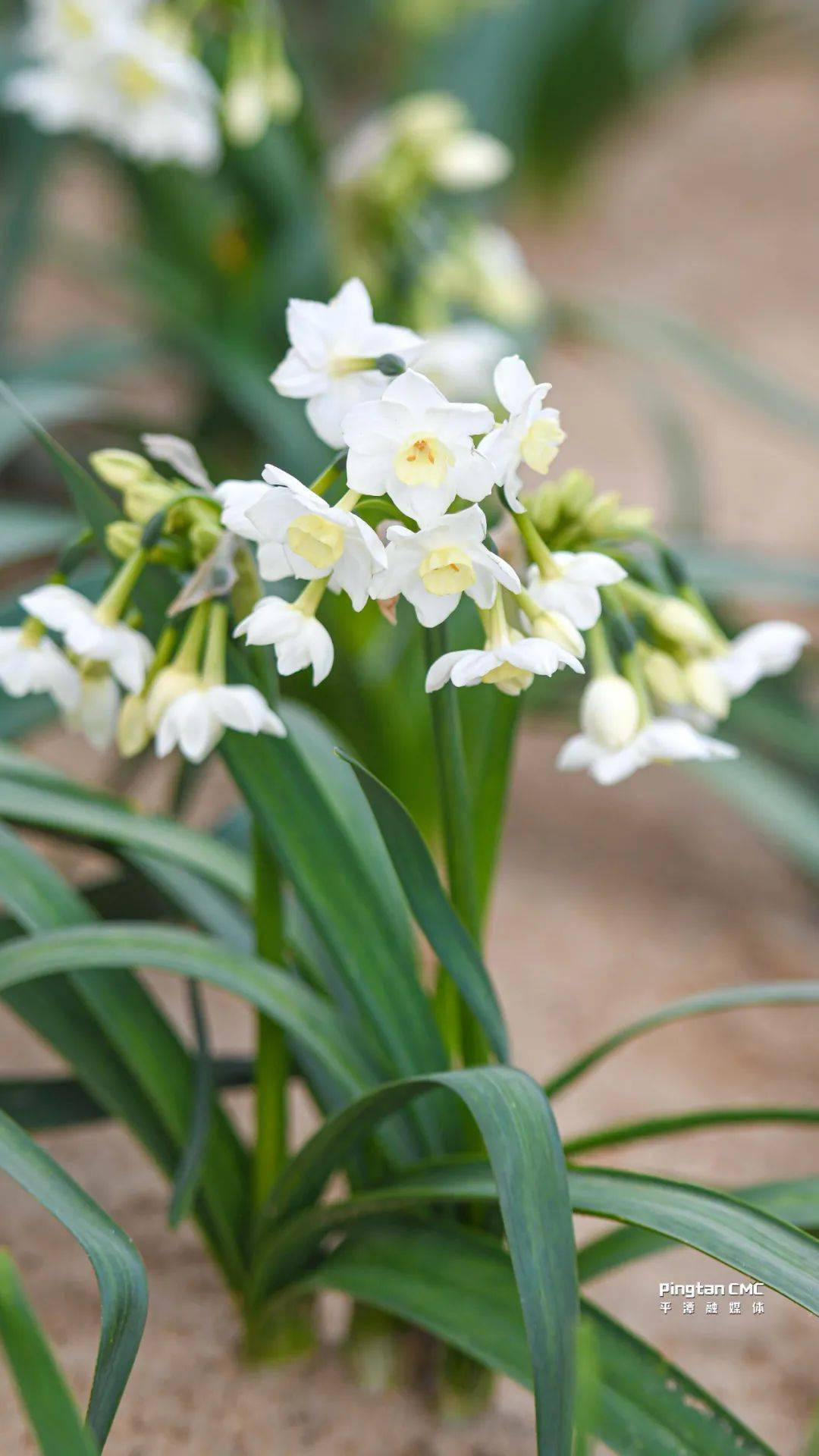 平潭水仙花图片