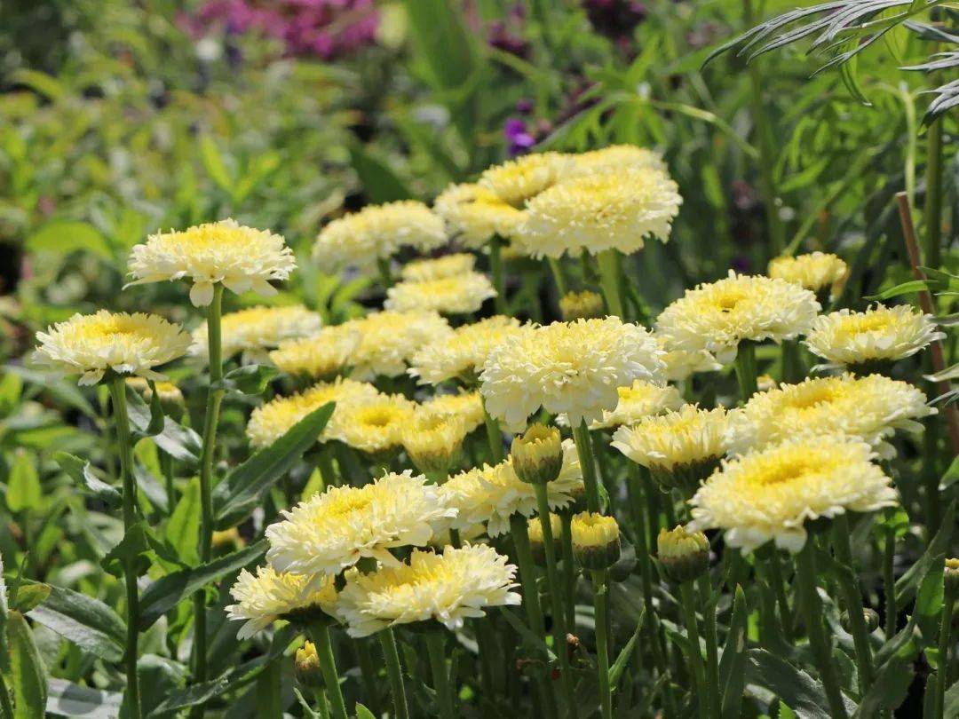 皮实好养奶乎乎!绝美如月神的重瓣大滨菊你见过没