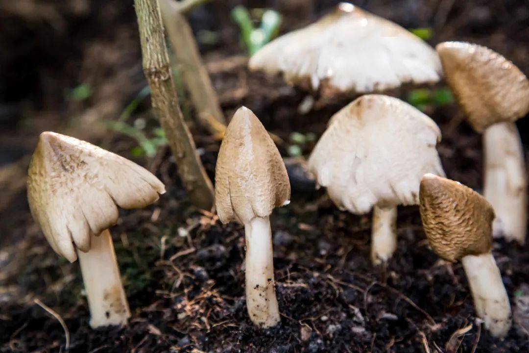 白蚁菌圃是良药_蚁巢_鸡枞_真菌