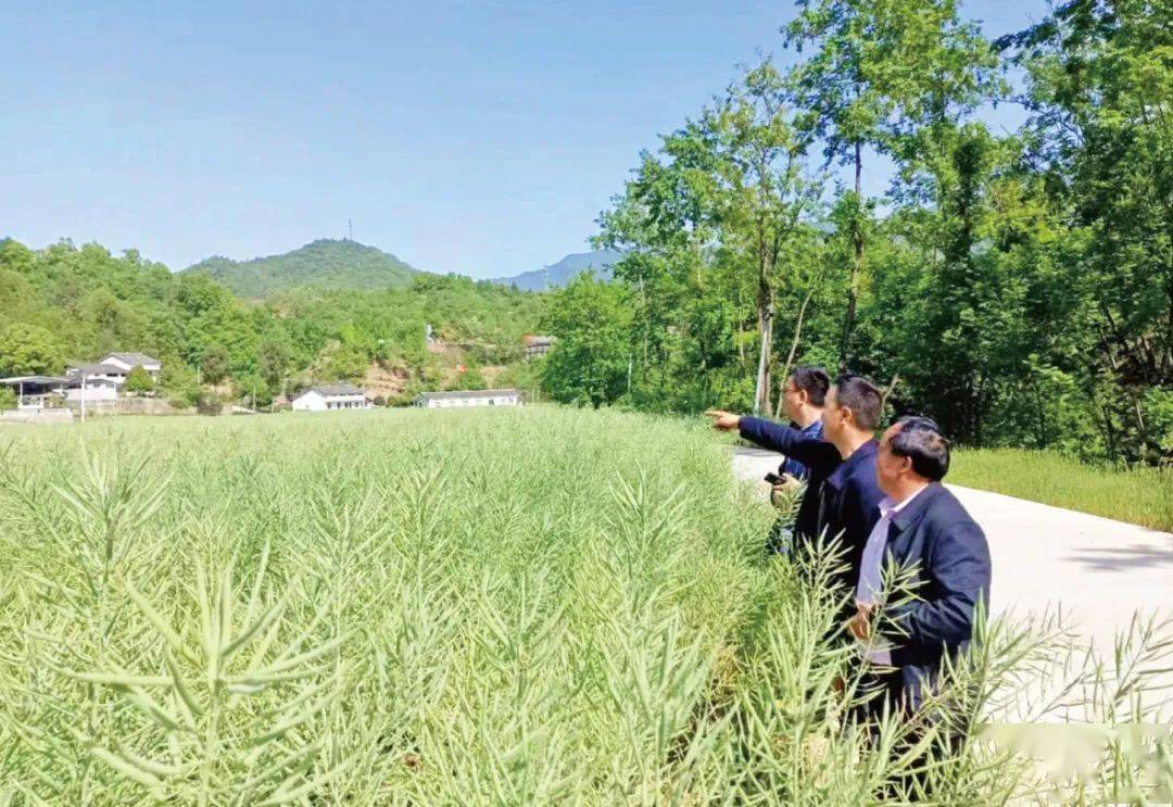 广元朝天区:"田管家"巧管"饭碗田"_田长_耕地_保护