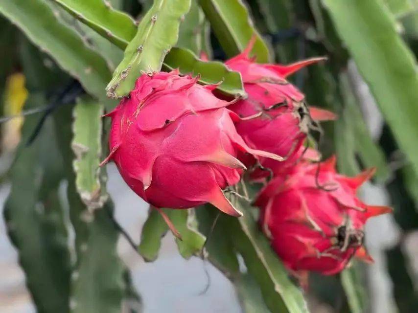 遵循生长规律慢生长从开花到结果,从幼果到完熟,这颗火龙果经历了漫长