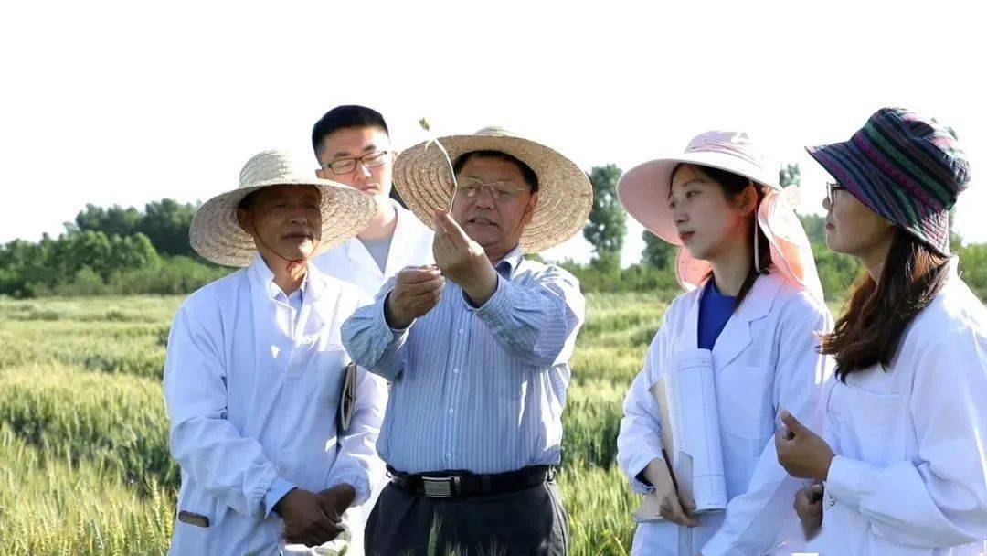 在历经20年持续攻关之后,山东农业大学孔令让教授带领团队完成了小麦