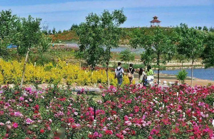 解锁夏日密码,走进金昌玫瑰谷的"花花世界"_甘肃_夏天_鸟语花香