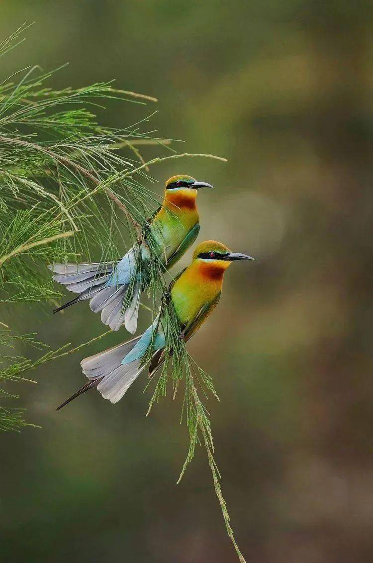 【旅游摄影】(七月行程)2023年7月7-9日"中国最美丽的鸟"湛江蜂虎生态