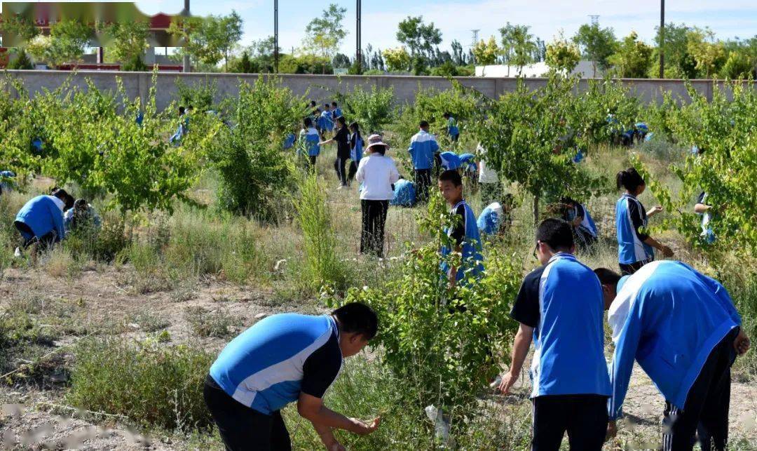 金塔县第三中学:以劳育德打造好人成长的"百草园"_劳动_教育_实践