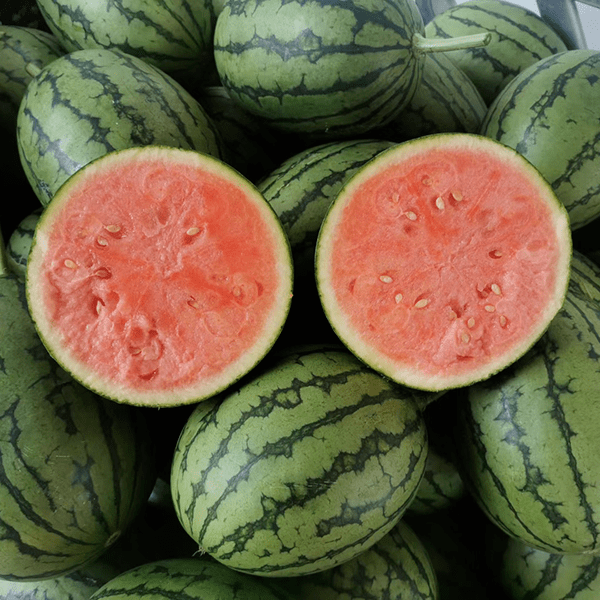 庞各庄镇南小营sdfd品种:l600,皮薄,甜度高,蜜蜂授粉瓜农:老鲍西瓜6