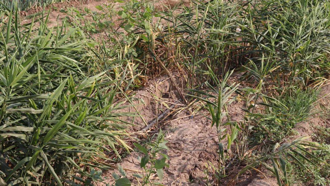 大姜丨死棵应该怎么办?